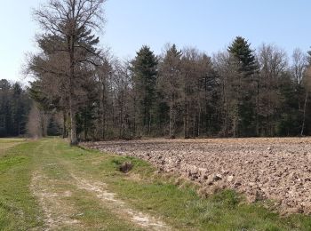 Tocht Stappen Saint-Étienne-du-Bois - Étang de But, tour forêt Charéziat, Chatelet  - Photo