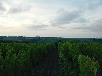 Randonnée Marche Rochefort-sur-Loire - Rochefort sur Loire - Photo