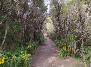 Tocht Stappen Agulo - alto de garajonay - Photo