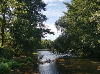 Randonnée Marche Saint-Aubin-le-Cauf - étang varennes - Photo