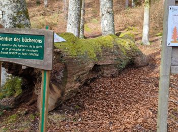 Tour Wandern Oberhaslach - roche pfaffenlapp. oberhaslach - Photo