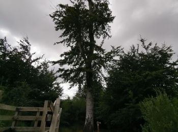 Randonnée Marche Sauchay - hocquelius forêt d'arques Ancourt - Photo