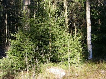 Randonnée A pied Braunlage - Braunlager Rundweg - Photo