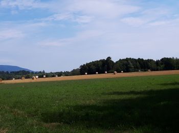 Randonnée Marche Guewenheim - Circuit de la Doller  - Photo