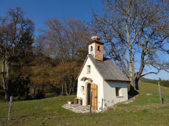 Excursión A pie Magdalensberg - Magdalensberg-Christofberg (Rundtour) - Photo