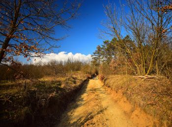 Trail On foot Piliscsaba - K+ (Tinnye-hegyi-nyereg - Posta-réti-erdő - Cseresznyés-árok) - Photo