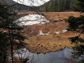 Tour Schneeschuhwandern Woll - Tour du lac de Lispach - Photo