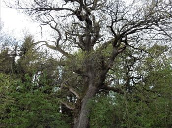 Tocht Te voet Bad Wildungen - Haselnköppl, Naturparkweg 1 - Photo