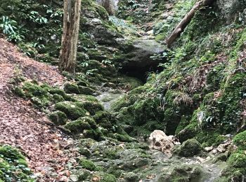 Trail Walking Biederthal - JD 15/20 Pedibus Biederthal - Photo