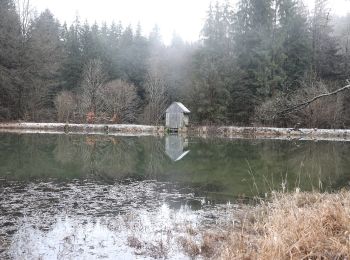 Trail On foot Steinbach am Wald - Buchbacher-Weg - Photo