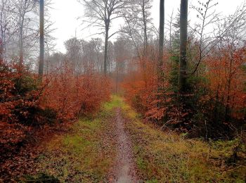 Tour Zu Fuß Balve - Langscheid Rundweg L4 - Photo