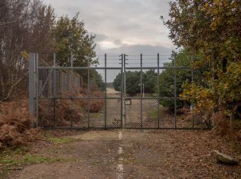 Randonnée A pied East Suffolk - Rendlesham Forest UFO Trail - Photo