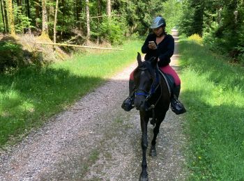 Tour Reiten Raon-l'Étape - Elo kalio yoigo chipote fagnoux  - Photo