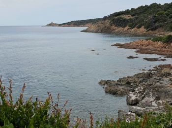 Tocht Stappen Cargèse - La Tour Omigna depuis Cargèse - Photo