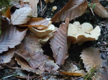 Percorso Marcia Chassignolles - sortie champignon auzon. 01 11 - Photo