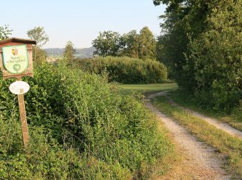 Randonnée A pied Wartberg an der Krems - RW Strinzing - Photo