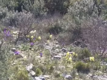 Tocht Stappen Montaud - Montaud combe de matamage - Photo