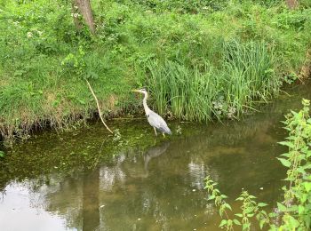 Tocht Stappen Buc - Étangs de la Minière  - Photo