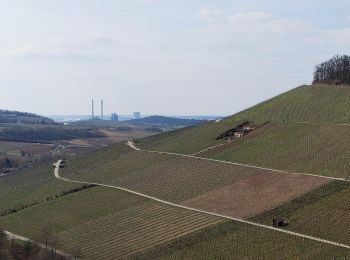 Tocht Te voet Weinsberg - WT7 Wein- und Rosenrundweg Weinsberg - Photo