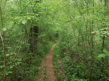 Tocht Stappen Lalinde - Marche 20km - Photo