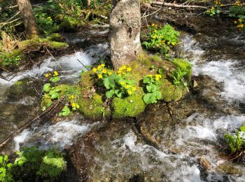 Tour Wandern Laval-en-Belledonne - Lac de Crop - Photo