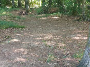 Randonnée Marche Arlon - Clairefontaine Steinfort - Photo
