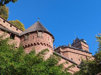 Randonnée Marche Kintzheim - 2023-10-15 Marche Haut Koenigsbourg - Photo