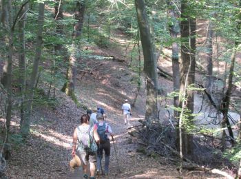 Trail Walking Namur - Citadelle de Namur  - Photo