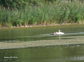 Tocht Stappen Rogny-les-Sept-Écluses - rogny leur s 7 ecluses 89 - Photo