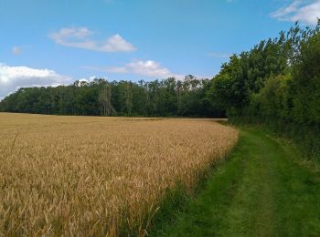 Trail On foot Hasselberg - Rundwanderweg 13 Hase - Photo