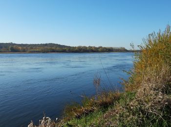 Randonnée Marche Loire-Authion - St Mathurin sur Loire  - Photo