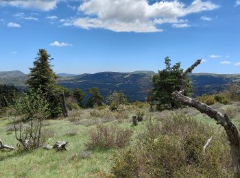 Tocht Stappen Andon - Lac de Thorenc - Photo