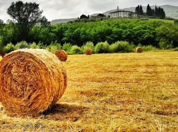 Percorso A piedi Pelago - IT-35 - Photo