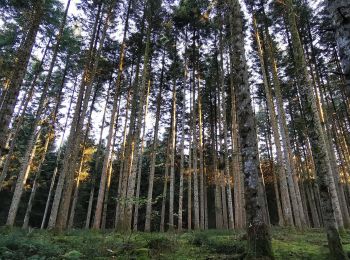 Excursión Senderismo Charensat - forêt de Charensat - Photo