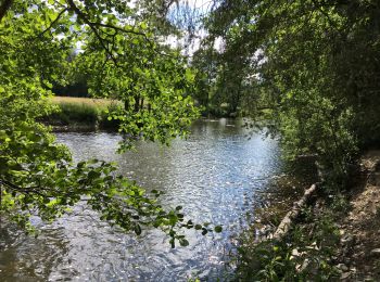 Randonnée Marche Rendeux - Arboretum et Ourthe  - Photo