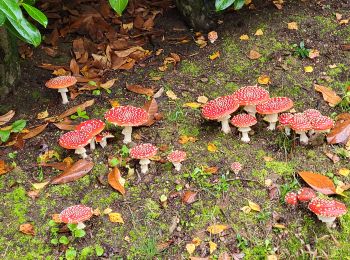 Tour Wandern Cussac - cussac11105 - Photo