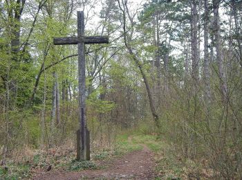 Tocht Te voet Waldstetten - Nordic Walking Strecke 2 - Photo