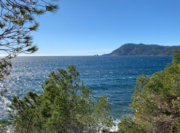 Tour Wandern Saint-Mandrier-sur-Mer - Saint Mandrier - Plage de Sainte Asile - Plage de Grave - Photo