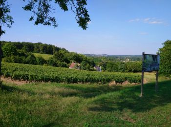 Tocht Stappen Vernou-sur-Brenne - Vernou-sur-Brenne - Jallanges Vouvray Compostelle - 16km 180m 3h40 - 2022 07 06 - Photo