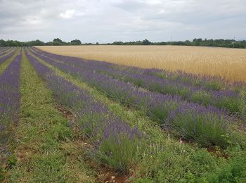 Tour Wandern Valensole - Valensole - L'Adret de Notre Dame - Photo