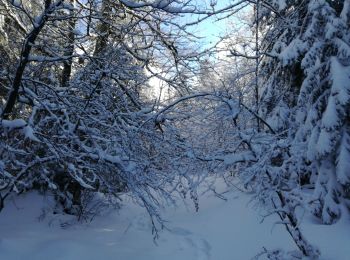 Percorso Racchette da neve Sevrier - GR SEMNOZ croisement Quintal Benevent - Photo