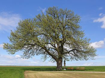 Excursión A pie Gemeinde Zwettl-Niederösterreich - Seeteichweg 11 - Photo