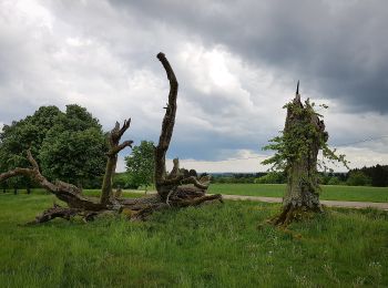 Trail On foot Herbrechtingen - Urweltpfad Bolheim - Photo