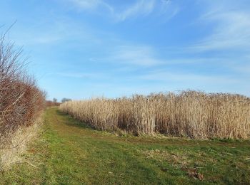 Trail On foot  - The Wychert Way - Photo