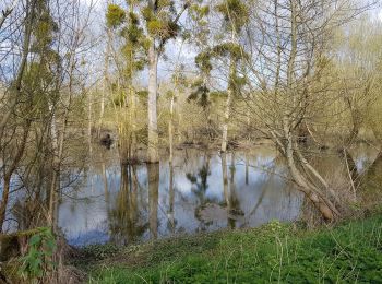 Trail Walking Blaison-Saint-Sulpice - Autour de Gohier - Photo