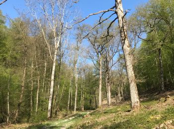 Trail Walking Rochefort - Au départ de Montgauthier - Photo