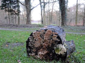 Excursión A pie Arnhem - Wandelen door park Zypendaal en Sonsbeek - Photo