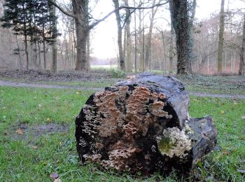 Randonnée A pied Arnhem - Wandelen door park Zypendaal en Sonsbeek - Photo