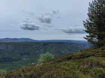 Percorso Marcia Montselgues - plateau m'ont selgue - Photo