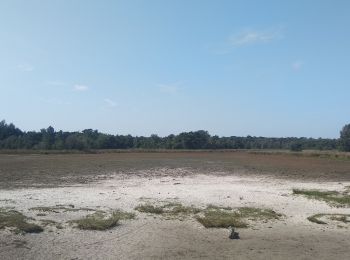 Trail Walking Kalmthout - Kalmthoutse Heide - Photo